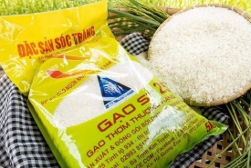 Gạo là gì ? Đặc tính của gạo và các loại gạo thông dụng hiện nay